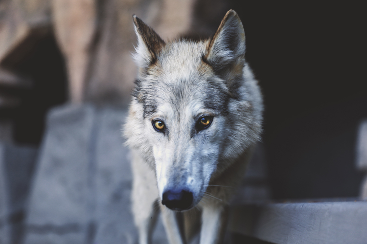 24-70mm wolf close-up shot