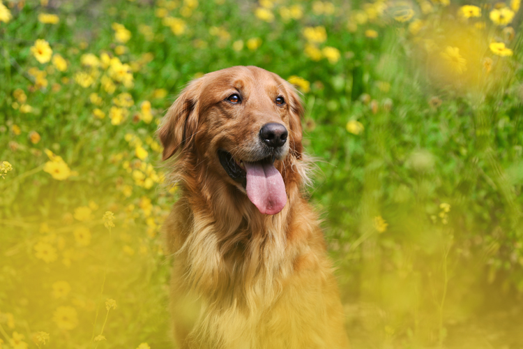 dog surrounded by flowers 24-70mm lens photography