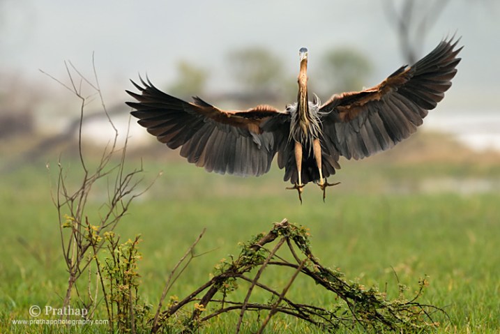 Purple Heron Landing in Bharatpur Bird Sanctuary or Keoladeo Nationa Park in Rajastan