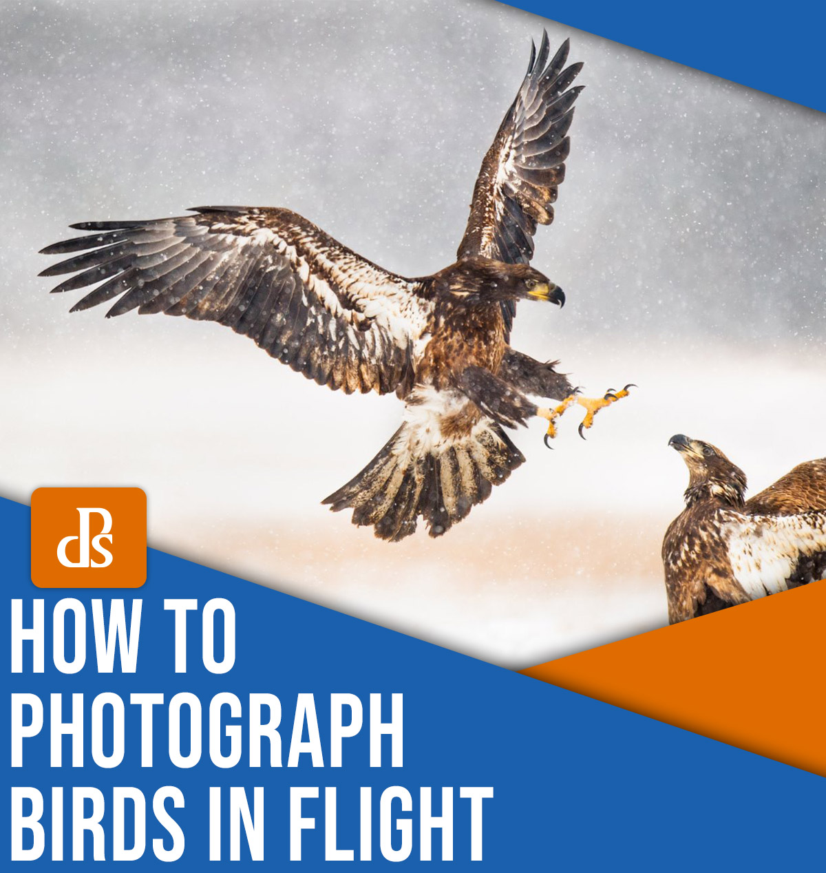 How to photograph birds in flight