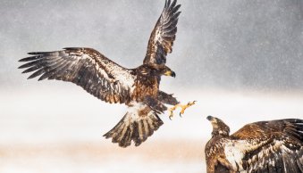 How to Photograph Birds in Flight (12 Expert Tips)