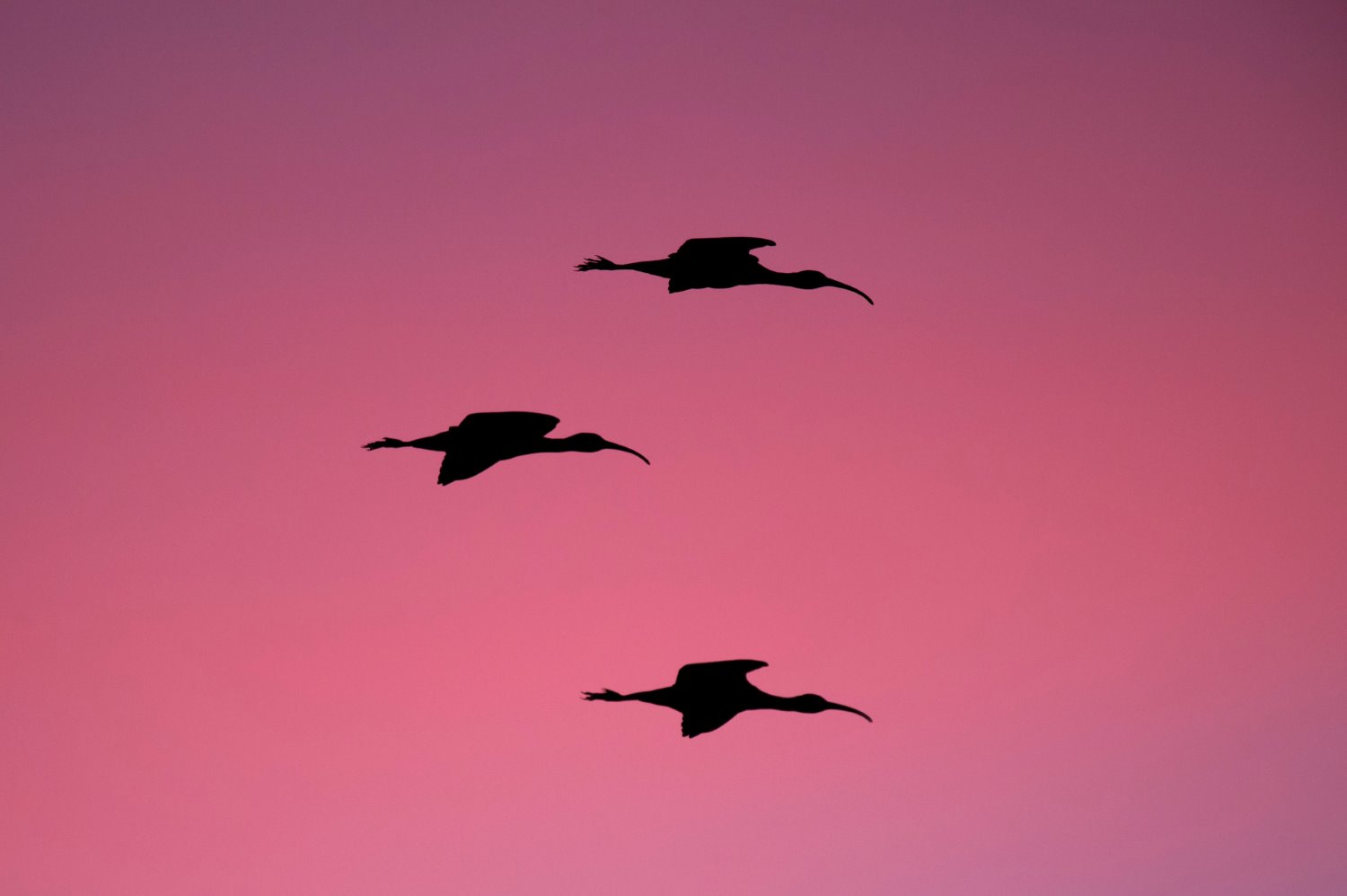 Birds in flight photography