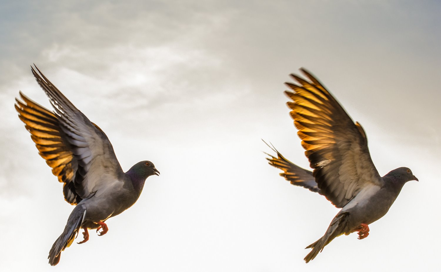 Birds in flight photography