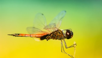 12 Tips for Photographing Dragonflies
