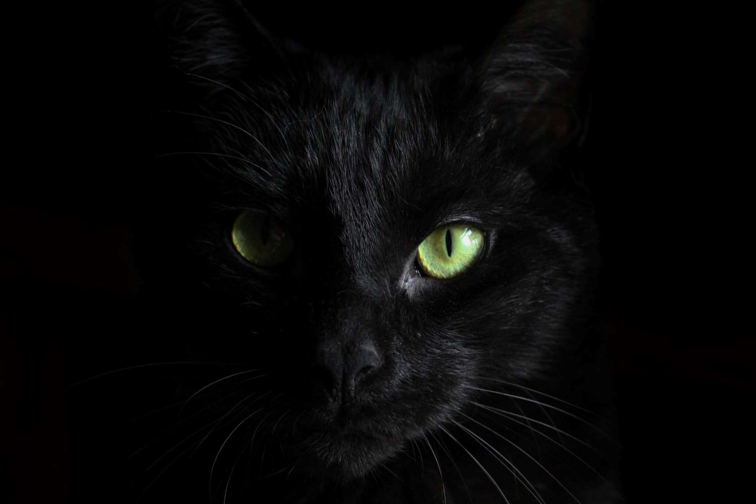 black cat on black requires underexposure