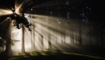 Forest Photography: The Ultimate Guide (+14 Tips)