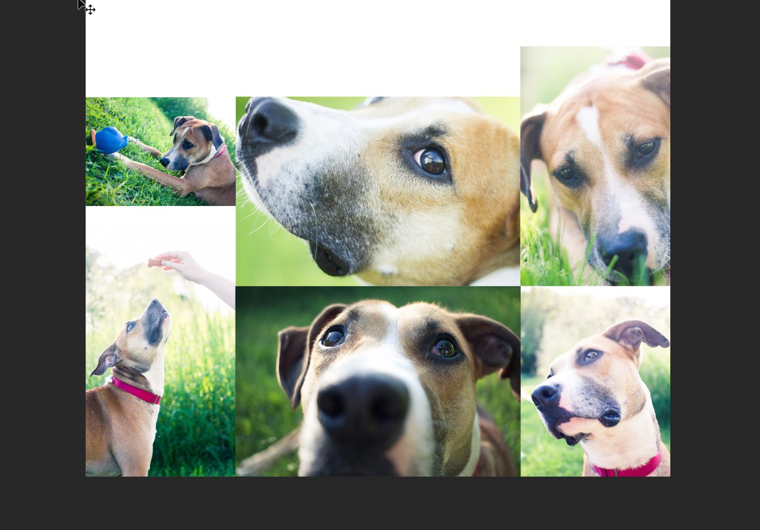 one version of the pet collage in Photoshop