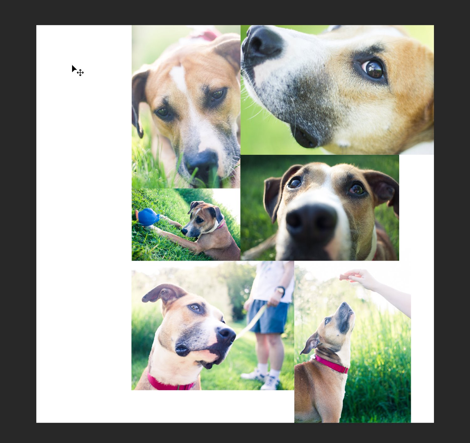 another version of the pet collage in Photoshop