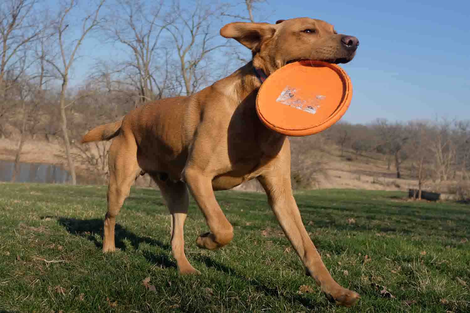 JPEG vs HEIC: A dog running across a field with a frisbee in its mouth. Image shows visible JPEG compression artifacts from being reduced in file size.