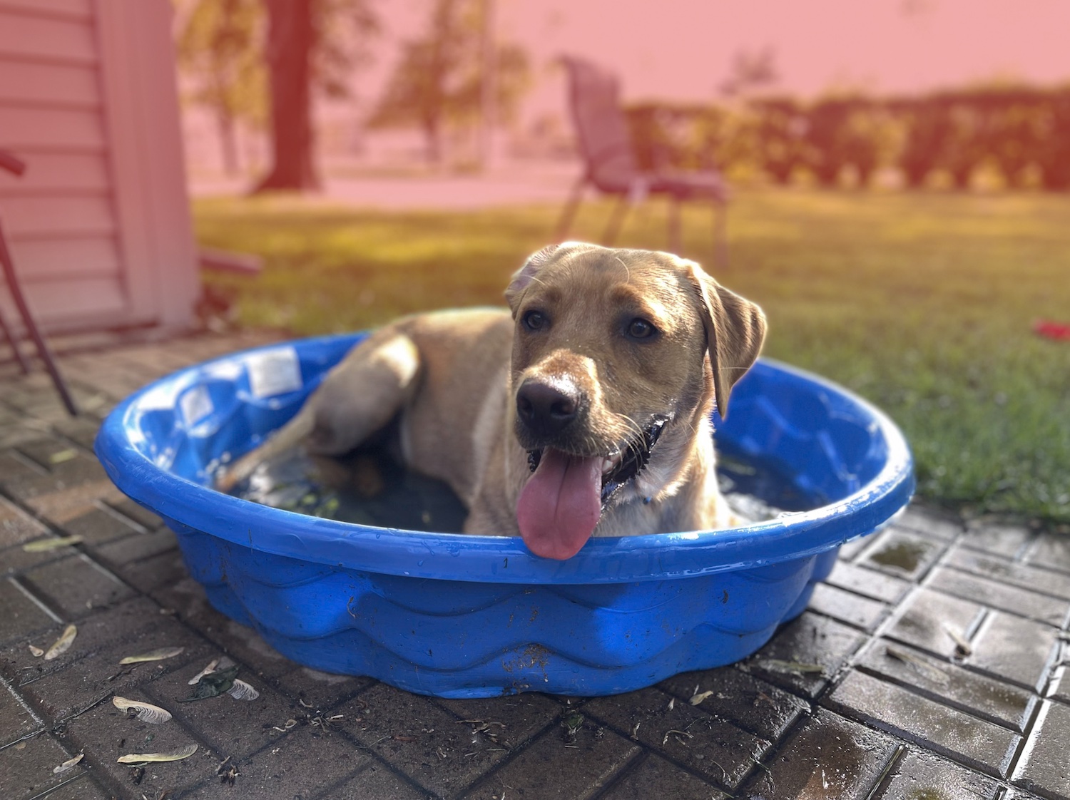 JPEG vs HEIC: A dog in a child's play pool.