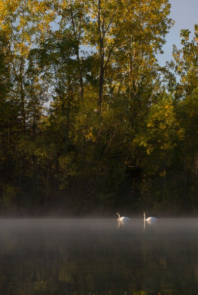 swans on a pond exposure