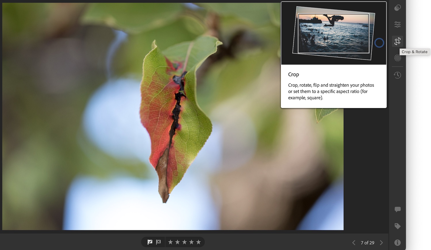 Lightroom vs. Lightroom Classic: The editing interface of Lightroom. The cursor is hovering over the Crop and Rotate tool, and a small thumbnail of how that tool works is being shown.