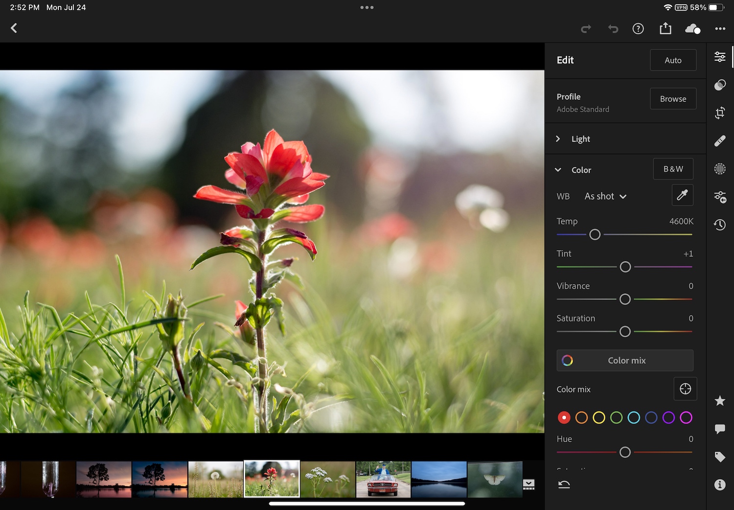 Lightroom vs. Lightroom Classic: The editing interface of Lightroom, with a red Indian Paintbrush flower and sliders such as Temp, Tint, Vibrance, and Saturation.