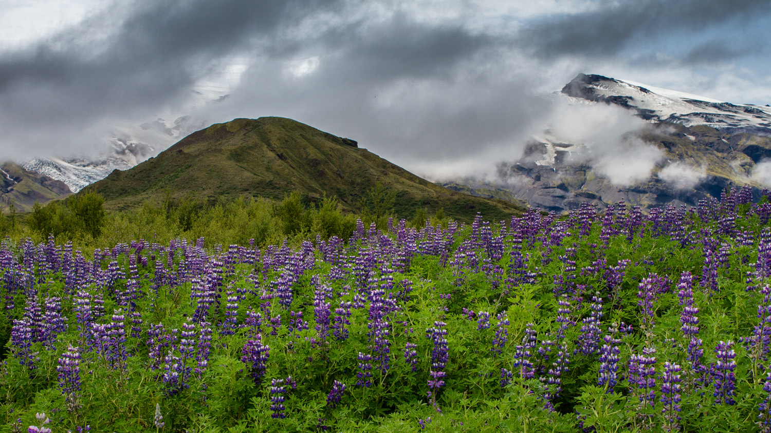 mountain landscape photography foreground flowers with mountains in the background