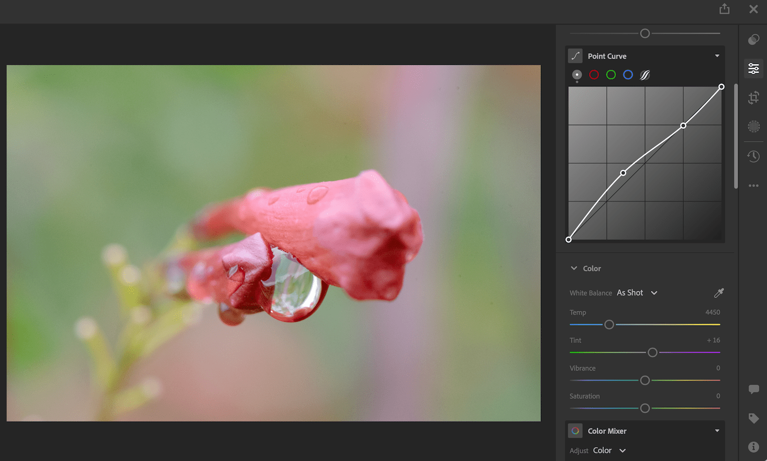 Lightroom vs. Lightroom Classic: The editing interface of Lightroom. A red flower is shown, along with Point Curve, Temp, Tint, Vibrance, and Saturation.
